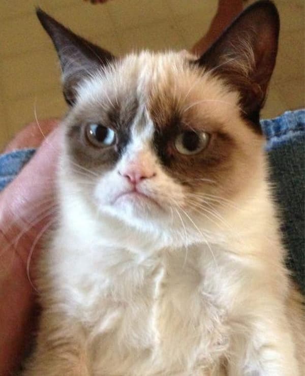 Grumpy Cat blank meme template