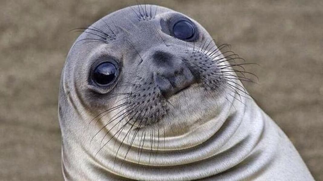 Awkward Moment Seal blank meme template