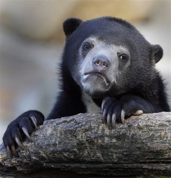 Confession Bear blank meme template