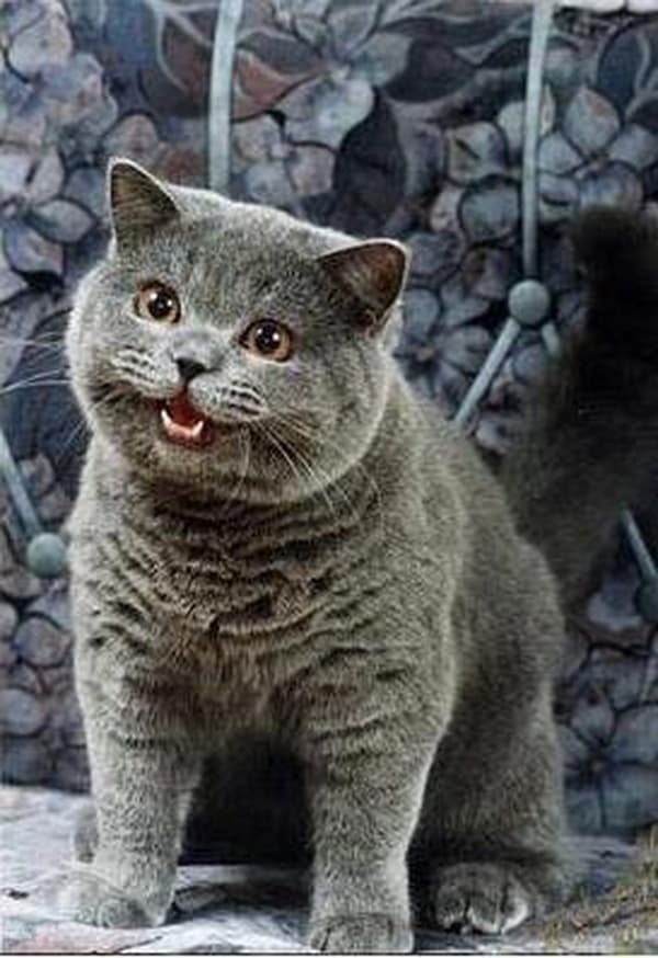 I Can Has Cheezburger? blank meme template
