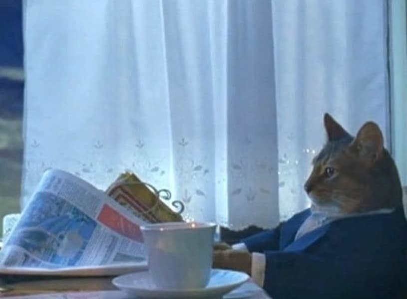 I Should Buy a Boat Cat blank meme template