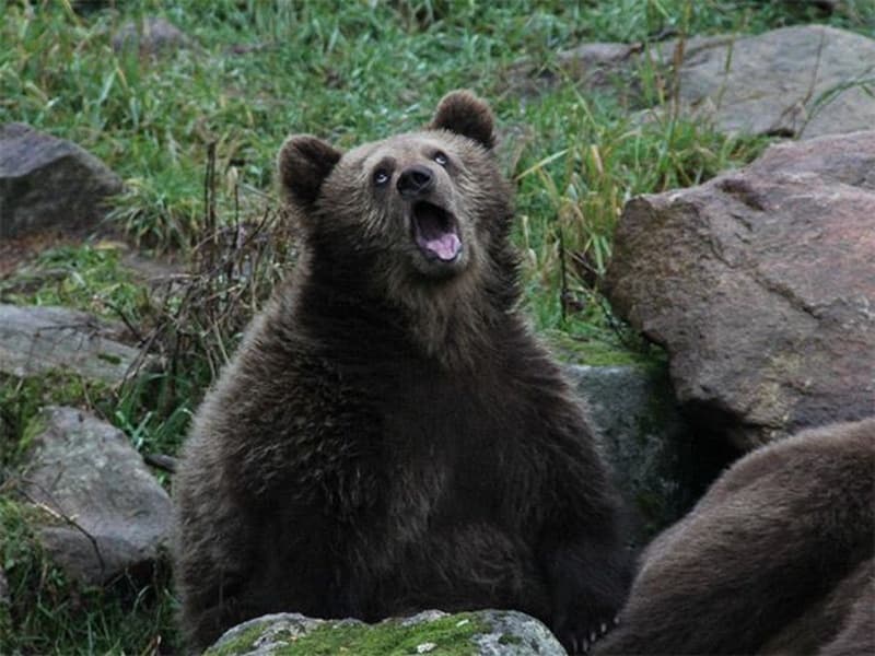 Sarcastic Bear blank meme template