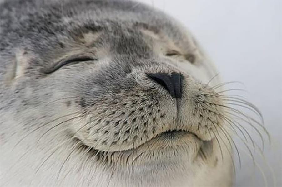 Seal of Approval blank meme template